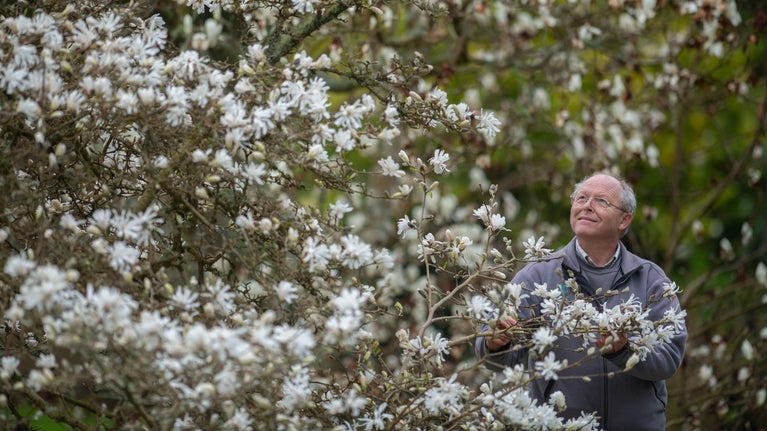 John Lanyon with magnolia blooms at Trelissick